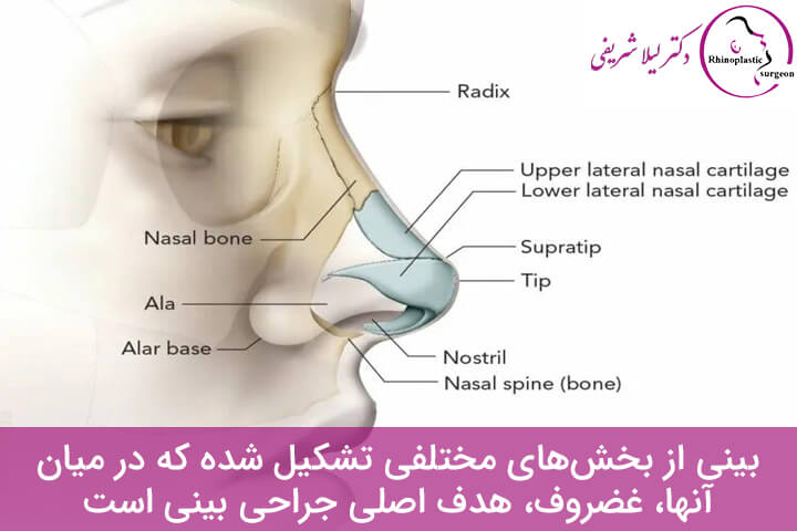 قسمتهای مختلف غضروف بینی